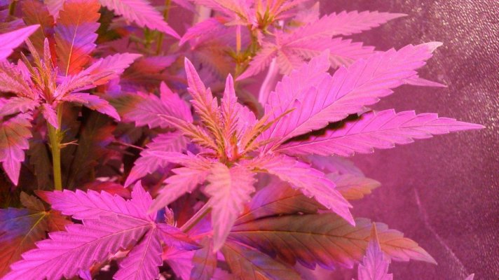 G13 Labs - Purple Haze