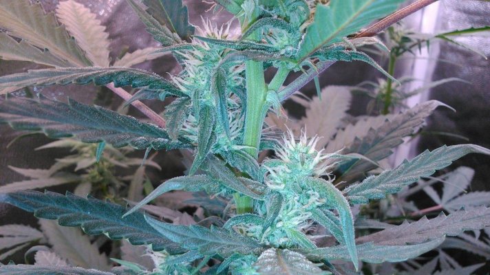 Dutch Passion - AutoWhite Widow