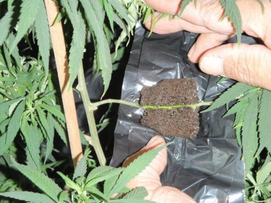 Grinspoon clone b