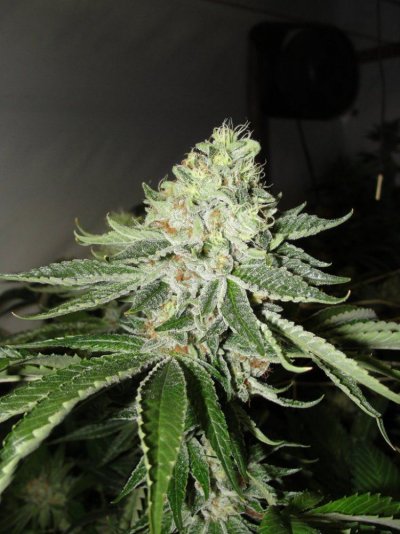 = The BEST OG Kush Clone Only=