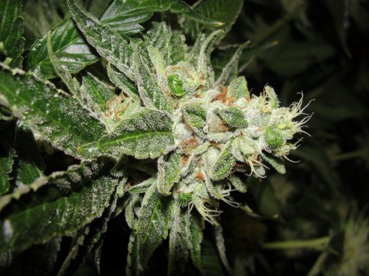 = The BEST OG Kush Clone Only=