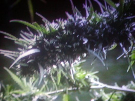a sativa grow.4.JPG