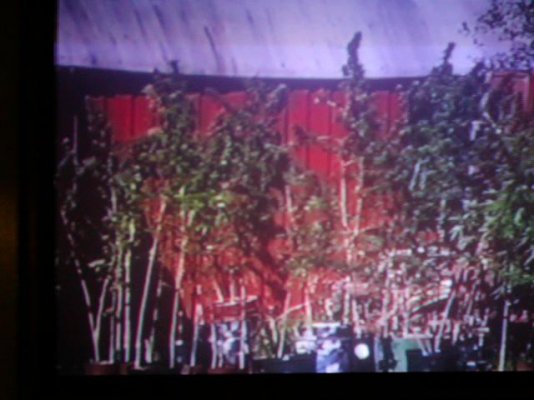 a sativa grow.5.JPG