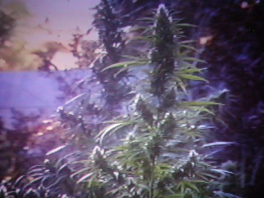 a sativa grow.15.JPG