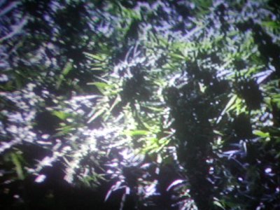 a sativa grow.30.JPG
