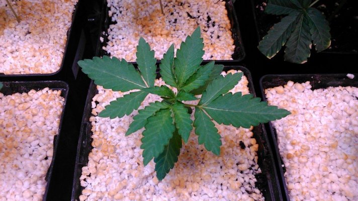 Olde English Seed Co. - Big Daddy