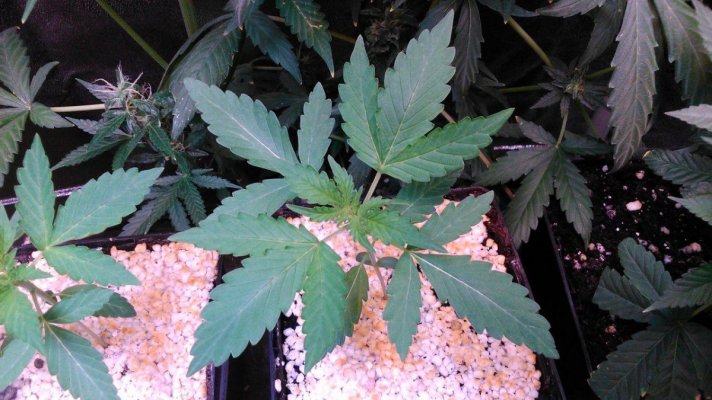 Olde English Seed Co. - Big Daddy