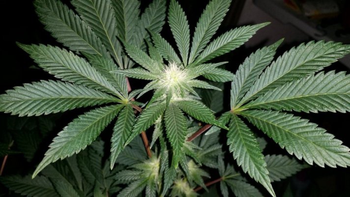Afghan x Hells angel og & Casey jones x Hells angel og