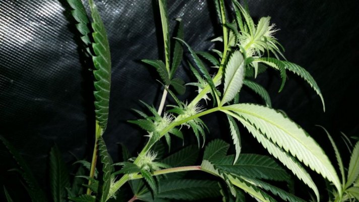 Afghan x Hells angel og & Casey jones x Hells angel og