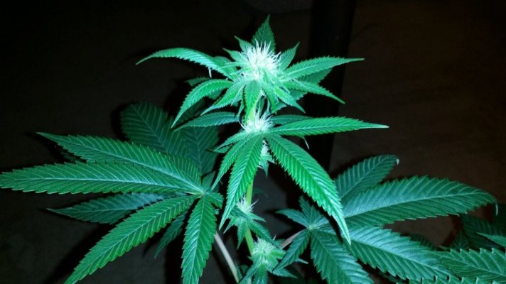Afghan x Hells angel og & Casey jones x Hells angel og