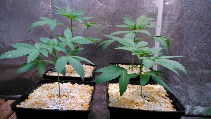 Olde English Seed Co. - Big Daddy