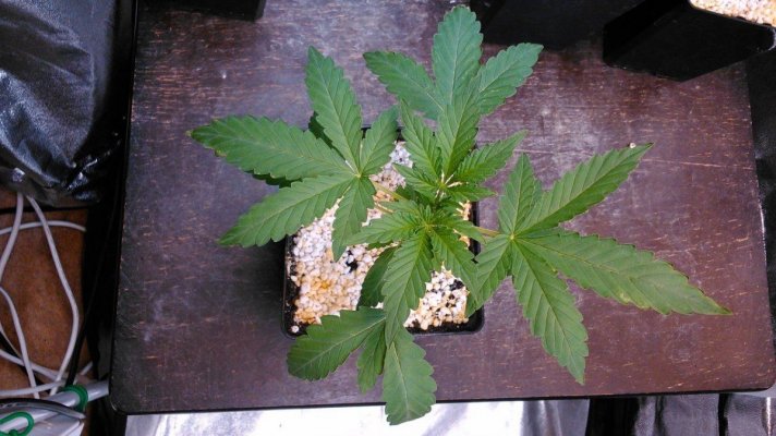 Olde English Seed Co. - Big Daddy