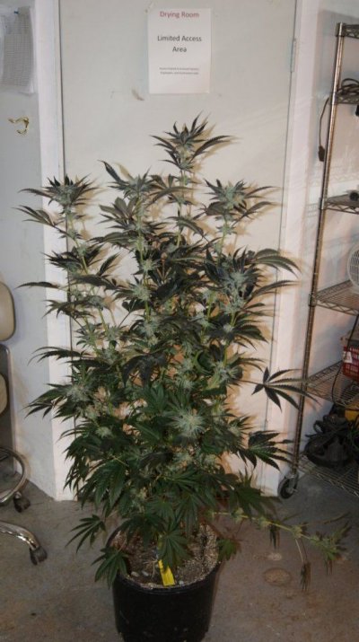Green Dot Labs Loompa Farms Grows