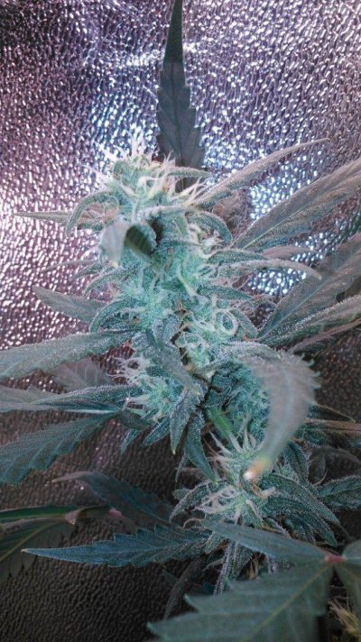 Dutch Passion - AutoWhite Widow