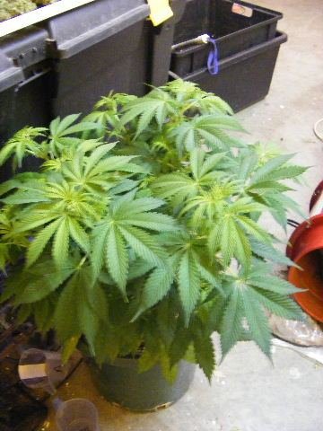 Master Kaze,by Mr Nice Seeds....master skunk kush x afgahn haze