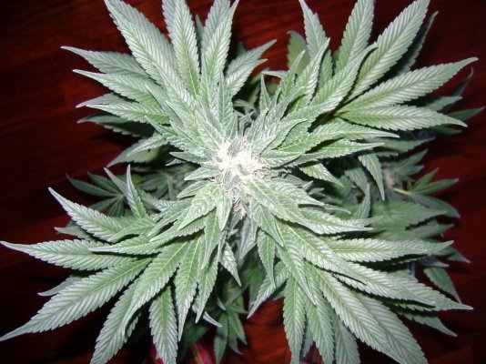 spanish-indoor-garden.jpg
