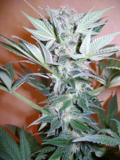 spanish-indoor-garden-2.jpg