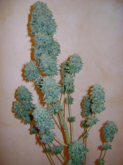 spanish-indoor-garden-5.jpg
