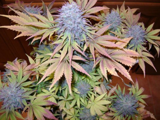 spanish-indoor-garden-7.jpg