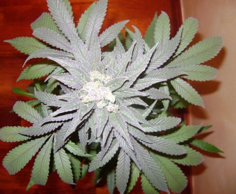 spanish-indoor-garden-8.jpg