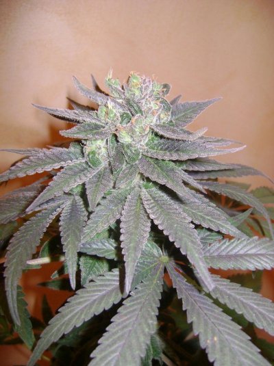 spanish-indoor-garden-9.jpg