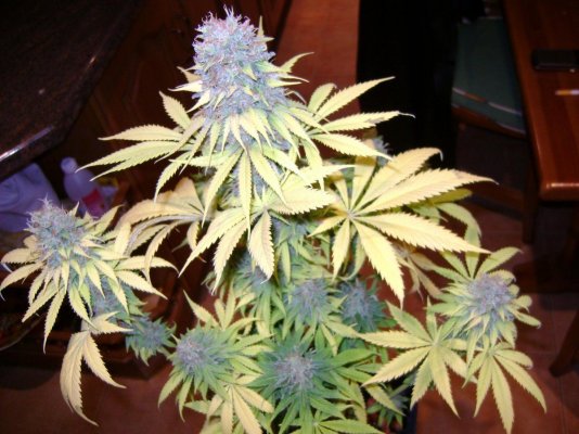 spanish-indoor-garden-11.jpg