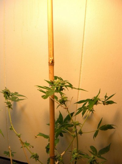 JackBerry (Sannie).jpg