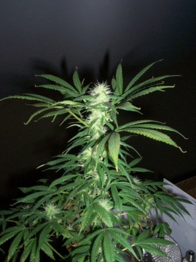 d35flr3 010.JPG