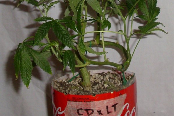 CDxLT_3-17_bcrppd.jpg