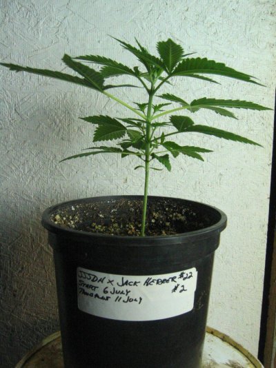 hr's SSSDH x Jack Herrer #22 test grow