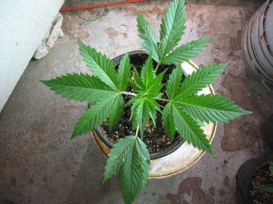 hr's SSSDH x Jack Herrer #22 test grow