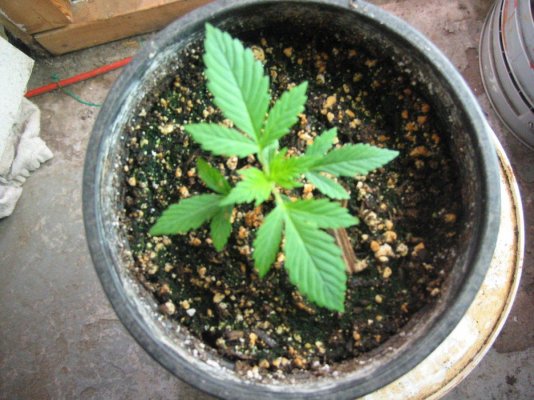hr's SSSDH x Jack Herrer #22 test grow