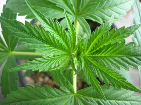 hr's SSSDH x Jack Herrer #22 test grow