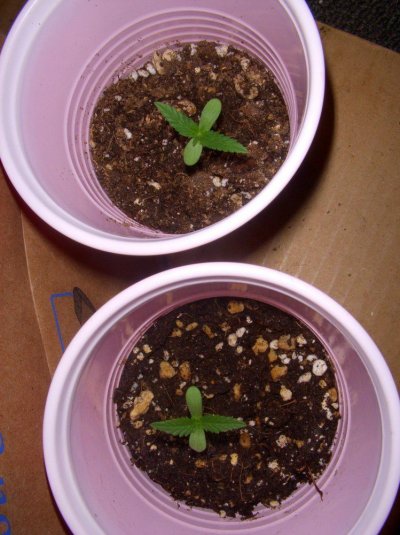 Chocolope, super Lemon Haze, Oregon Huckleberry,and Snowbud