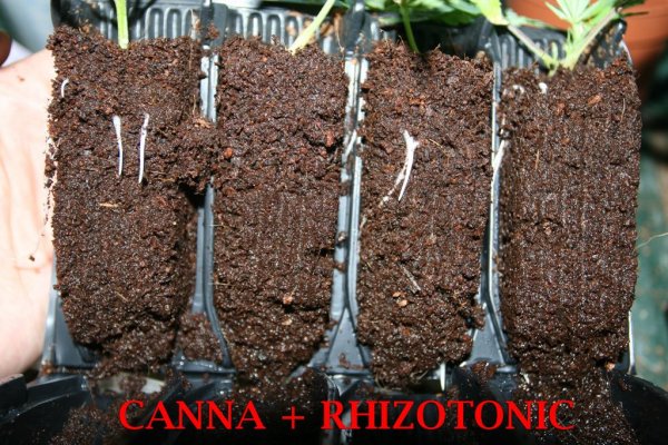 cannarhiz.jpg