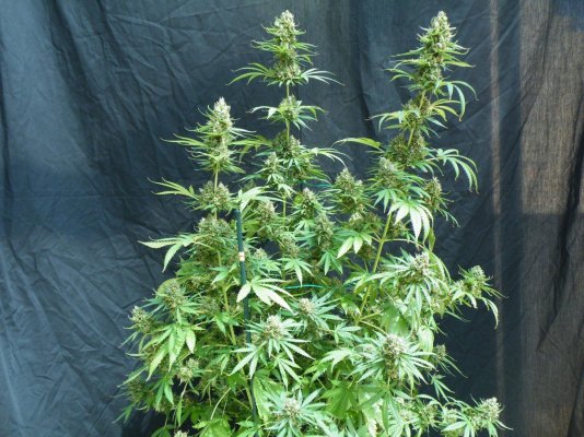 2009_0802junglecheese0001.jpg