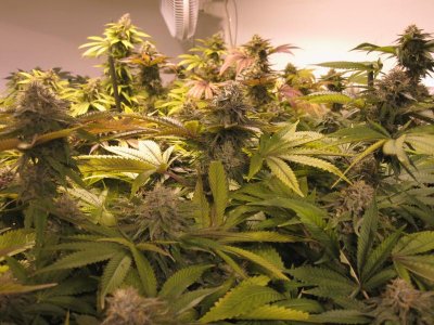 bubba kush 3.jpg