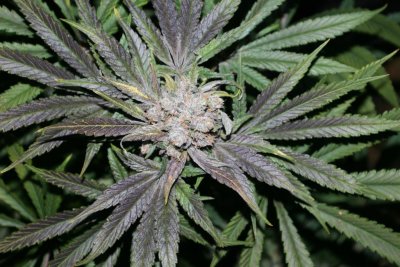 cannacopia-government-mule-g13-x-dc-chop-shots-featuring-the-oh-so-cute-dr40-4.jpg