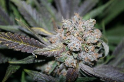 cannacopia-government-mule-g13-x-dc-chop-shots-featuring-the-oh-so-cute-dr40-5.jpg