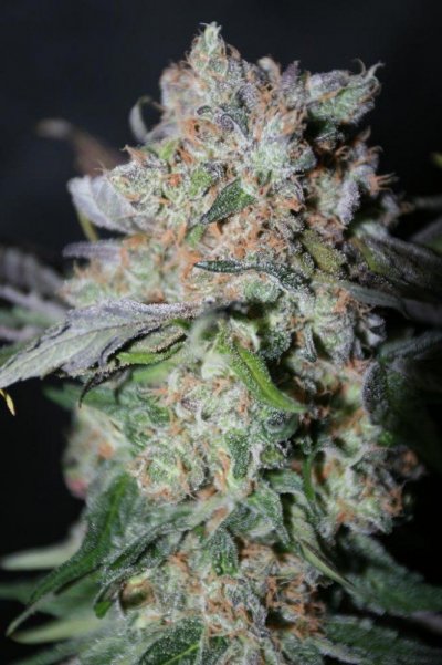 cannacopia-government-mule-g13-x-dc-chop-shots-featuring-the-oh-so-cute-dr40-10.jpg