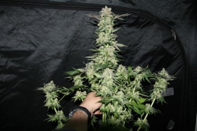 cannacopia-government-mule-g13-x-dc-chop-shots-featuring-the-oh-so-cute-dr40-11.jpg