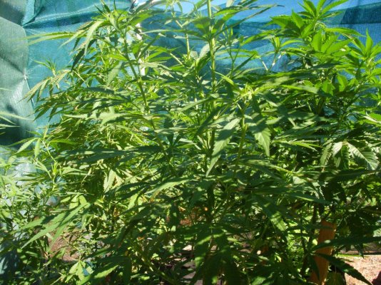 afg_haze2.jpg