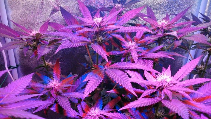 G13 Labs - Purple Haze