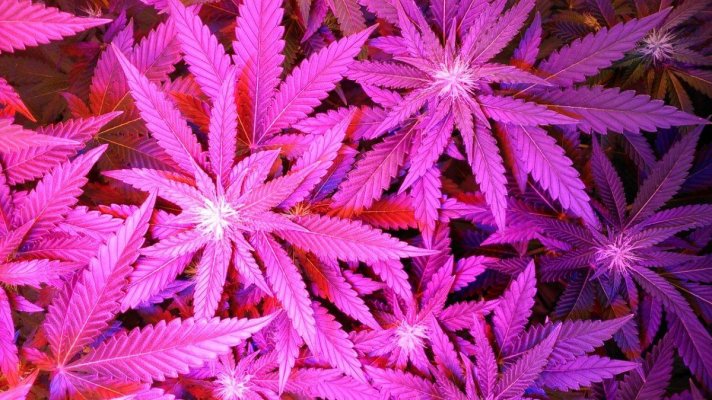 G13 Labs - Purple Haze