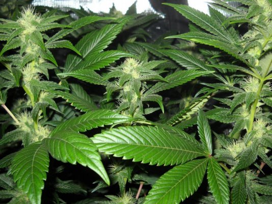 Afghan x Hells angel og & Casey jones x Hells angel og