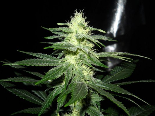 Afghan x Hells angel og & Casey jones x Hells angel og
