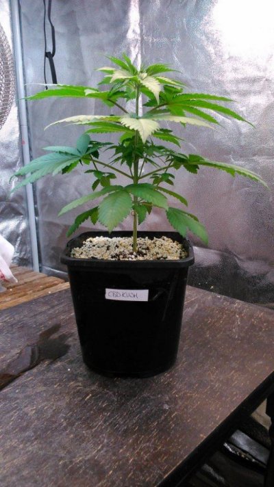Growing crazy for CBD