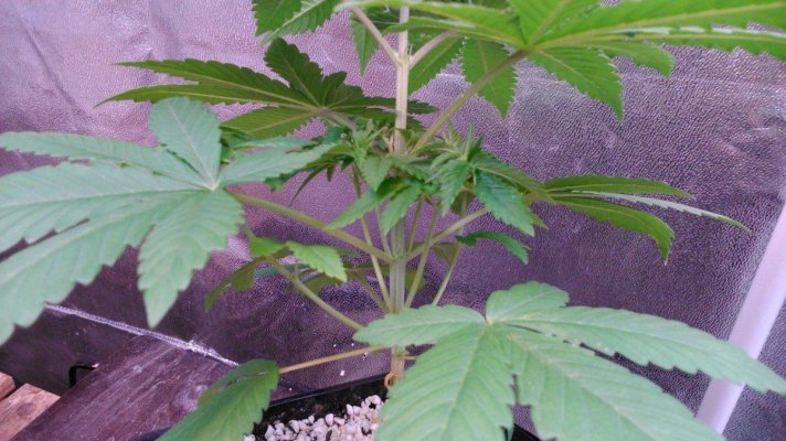 Growing crazy for CBD