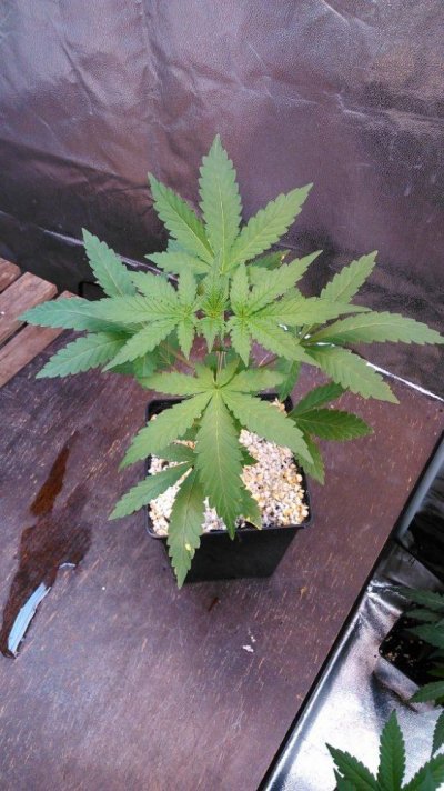 Olde English Seed Co. - Big Daddy