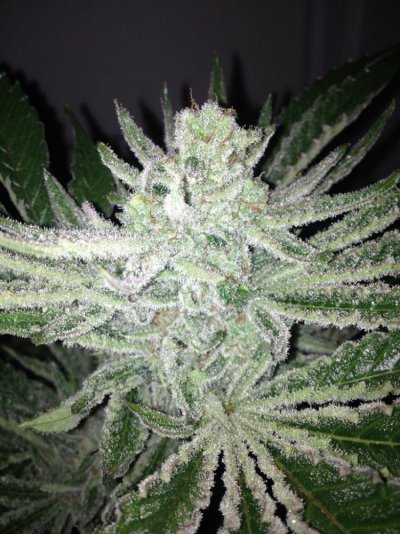 Exotic Genetix Seed Guide....